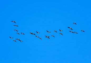 flock of grey birds geese flying in the distance high in the blue clear sky on an autumn in warmer climes