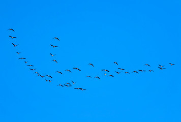 flock of grey birds geese flying in the distance high in the blue clear sky on an autumn day in warmer climes