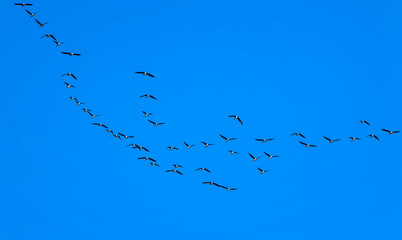 natural background with flocks of gray birds geese flying far away high in the blue clear sky on an autumn day in warm climes