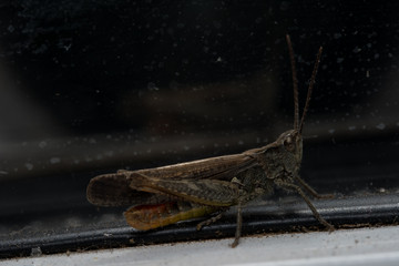 Grasshopper sitting on a window. Macro photo.