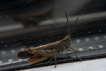 Grasshopper sitting on a window. Macro photo.