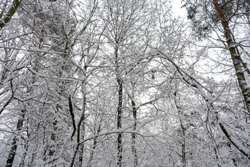 Snowy Tree