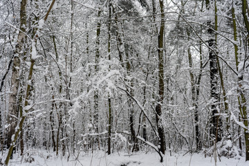 Snowy Tree