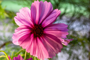 Pink Cosmos flower in a field