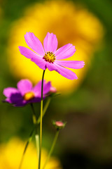 Obraz premium Pink Cosmos flower in a field