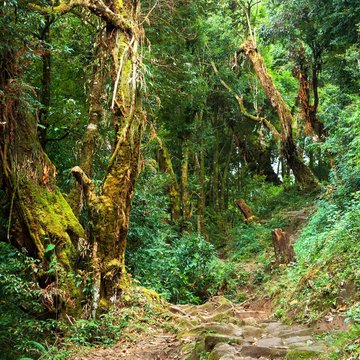 nepalian green rainforest with pathway