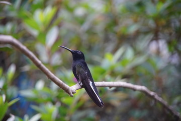 black hummingbird on a branch