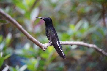 black hummingbird on a branch