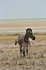 Naklejka premium Zebra im Etosha Nationalpark Namibia