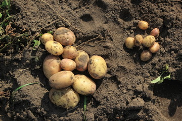 potato tuber