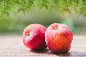Fresh red apples in green background