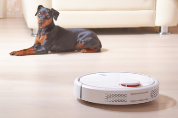 The robot vacuum cleaner does the house cleaning, the dog lies nearby and observes its work.