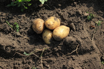 potato tuber