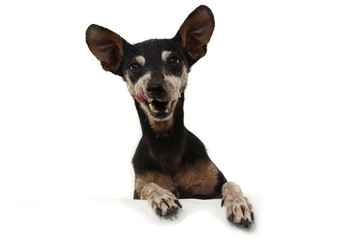 Portrait senior pinscher dog with paws over  blank sign. Isolated on white background.