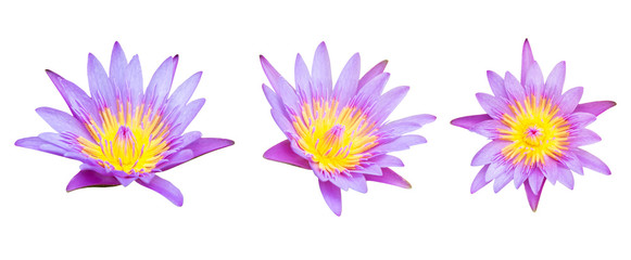 Lotus flower collections isolated on white background. File contains with clipping path so easy to work.