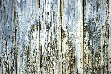 Obraz premium Old wooden boards with peeling paint. Old background. Textured planks of oak and pine. Bright colours. Natural aging of the material.