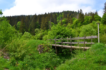 Little wooden bridge near forest