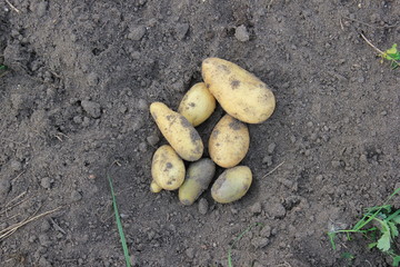 potato tuber