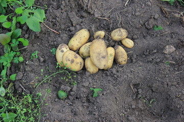 potato tuber