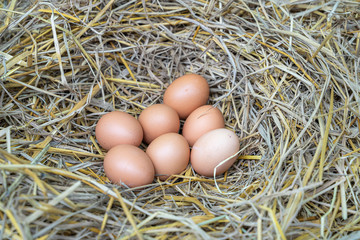 Chicken eggs in the dry straw nest, Chickens that lay eggs naturally