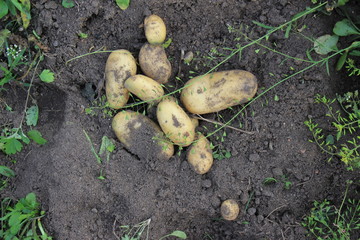 potato tuber