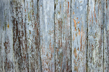 Old wooden boards with peeling paint. Old background. Textured planks of oak and pine. Bright colours. Natural aging of the material.