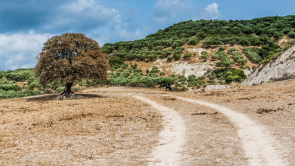 Country road in the hills of Greece