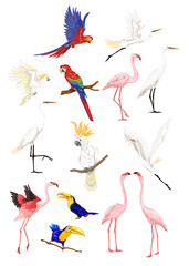 Set of tropical birds. Stickers, elements for design vector illustration. Isolated on white background.