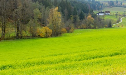 Fototapeta premium Just a field