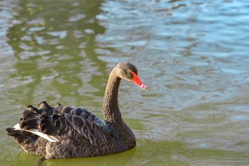 Two black swans with a red beak swim on the lake.