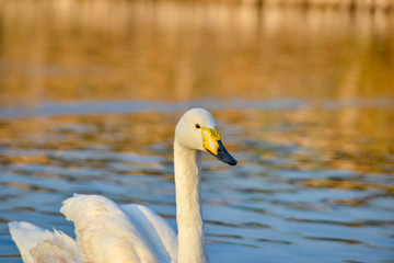A white swan with a yellow beak swims on the lake.