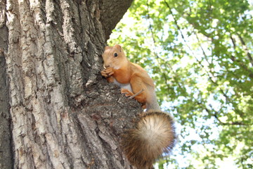Obraz premium squirrel