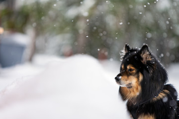 Portrait of a Finnish Lapphund, snowfall in winter landscape