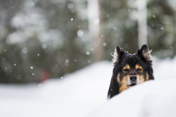 Portrait of a Finnish Lapphund, snowfall in winter landscape