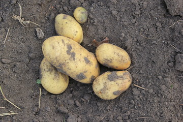 potato tuber