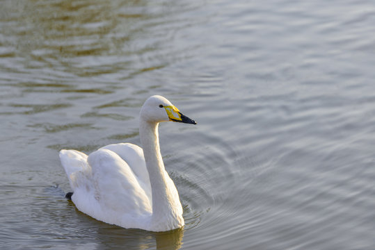 A white swan with a yellow beak swims on the lake.