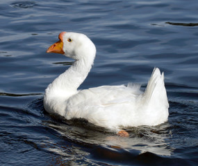 White goose