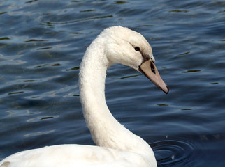 Fototapeta premium Closeup view of beautiful white swan