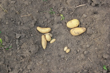 Fototapeta premium potato tuber