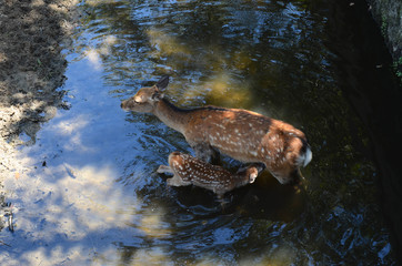 Deer family with fawn baby in Nara, Japan
