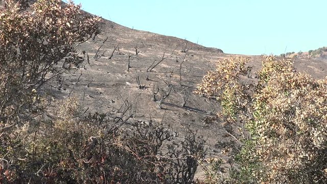 A hillside burned by the Getty Fire in Los Angeles with caution tape