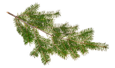 Fir tree branch isolated on white background