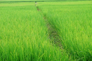 Partway in green rice field