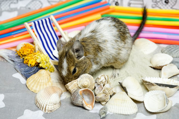 Koszatniczka na plaży - kalendarz © Aruru