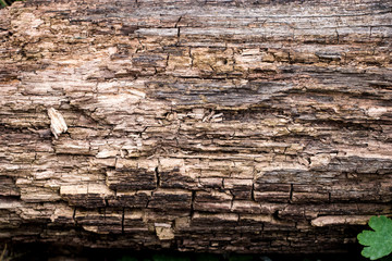 Old wooden boards with peeling paint. Old background. Textured planks of oak and pine. Bright colours. Natural aging of the material.