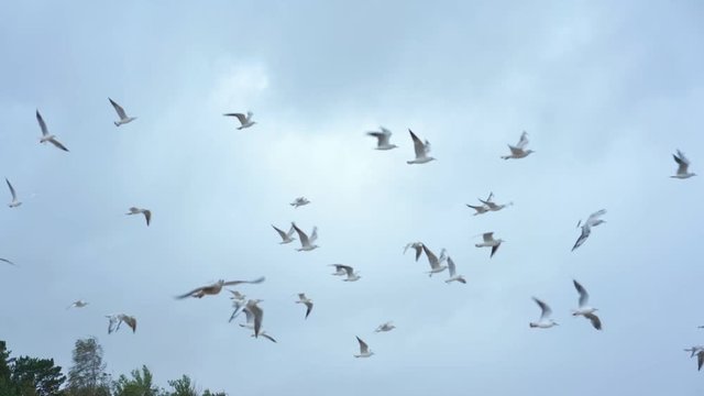 flock of beautiful white seagulls flies against blue sky with clouds and above green thick forest trees slow motion