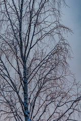 Frosty birch against a grey sky in winter in Finland