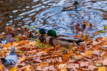 Park Planty w Białymstoku , Polska złota jesień, Podlasie, Polska © podlaski49