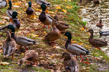 Park Planty w Białymstoku , Polska złota jesień, Podlasie, Polska © podlaski49