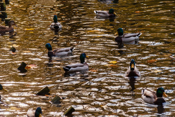 Park Planty w Białymstoku , Polska złota jesień, Podlasie, Polska © podlaski49